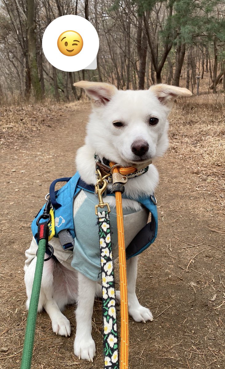 꽁치네하숙/이지임보중 tweet media