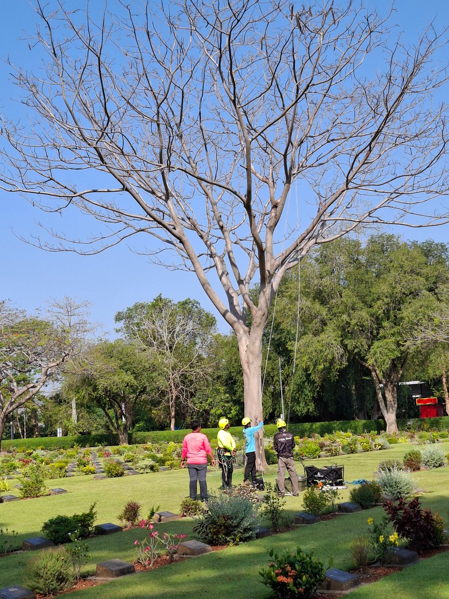 KanCwgc's tweet photo. Today saw the start of a major tree work project. Once Chungkai is completed we will be moving to Kanchanaburi War Cemetery ##OurWorkContinues @cwgc https://t.co/POPNaCE3Wp