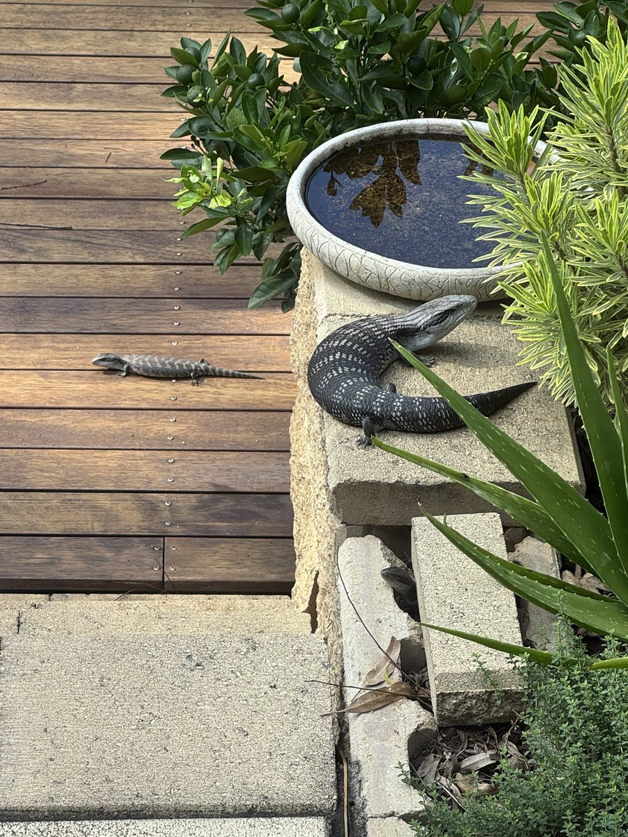 There are currently three blue tongue skinks in my backyard that I can see from the door. A huge one and two babies. Three!!!