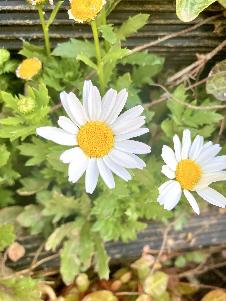 秋山 絵理 tweet media