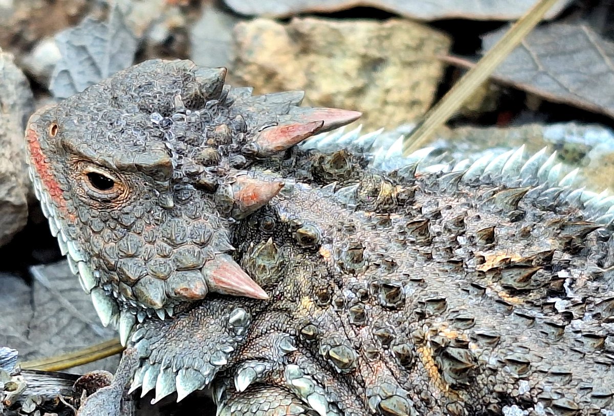 Todos Somos la Sierra de San Miguelito tweet media