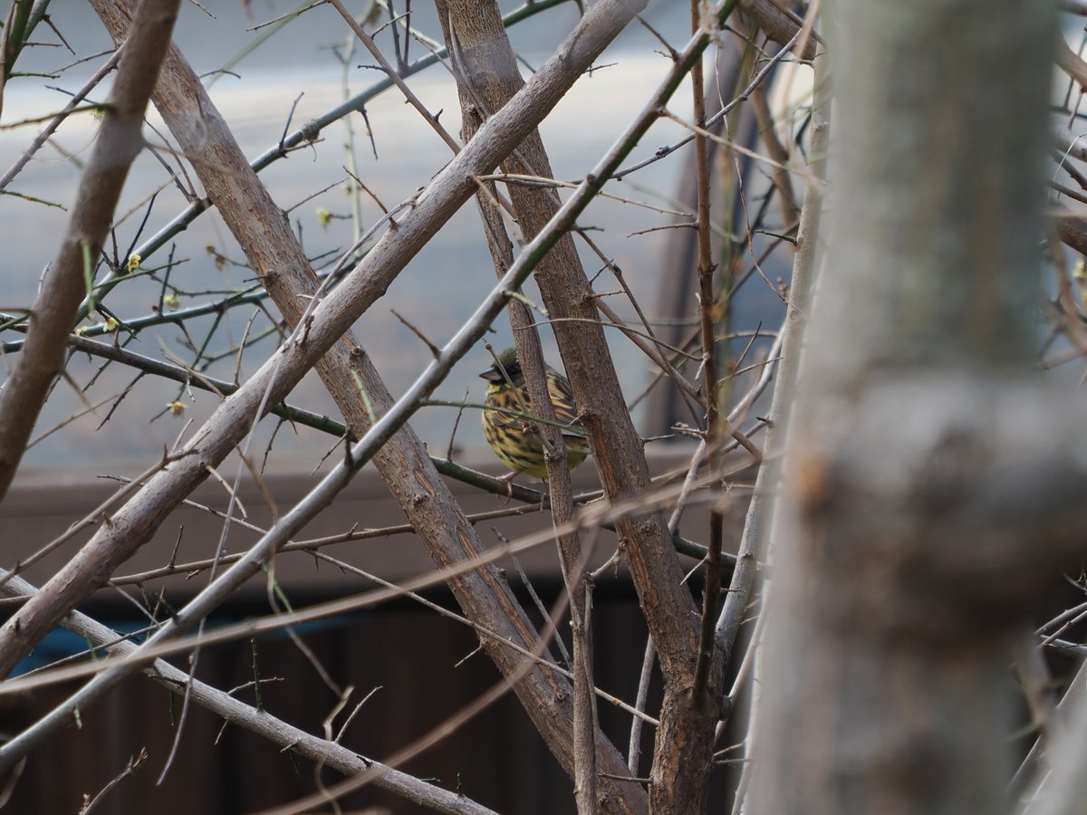 ecolocy(Policy)🌱女装Vtuber tweet media