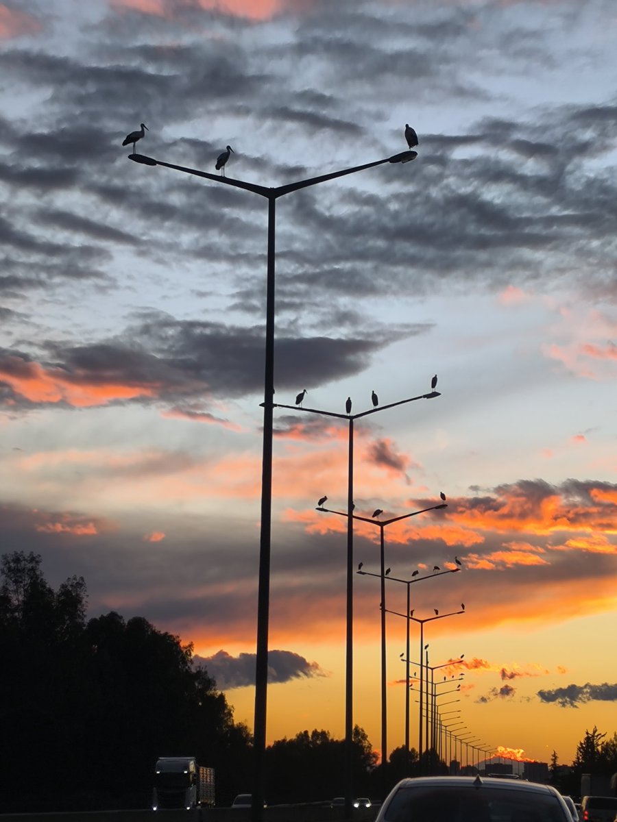 Mersin - Adana Otobanı leyleklerle şiir yazmaya devam ediyor. Savaşın olumsuz etkisine rağmen zira özellikle İsrail - Lübnan bölgelerinden geçerken gece gündüz süren patlamalar onları olumsuz etkiliyor. Bu gördüklerimiz o hengameden kurtulup ülkemize ulaşanlar
Foto;
<a href="/azadiyaman/">azadiyaman</a>