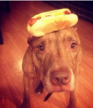 bepe100x's tweet photo. just a chill dog wif hotdog https://t.co/z6GzEpmWjR