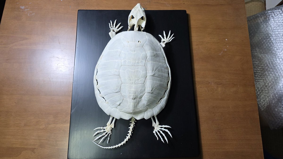 以前、福島県で捕獲したカミツキガメが骨格標本になりました！ 超