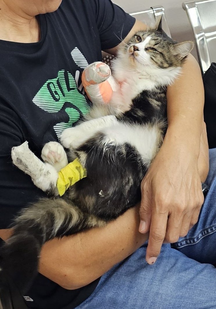 square_kiti's tweet photo. ลูกชายชื่อ ทานูกิ เป็นแมวจร น่าจะถูกคนทิ้งมา
วันนี้ที่บ้านพาไปหาหมอ สรุปคร่าวๆ ต้องซื้อเลือดมาถ่ายเพราะเลือดต่ำ รอผ่าตัดพน.
วันนี้จ่ายไป 15,000 และค่าผ่าตัดประมาณ 35,000
ตอนนี้ไม่ไหวแล้วจริงๆครับ บัตรเคดิตที่มีก็ไม่พอ ใครอยากช่วยQRนี้เลยครับ ค่ารักษารวมก่อนหน้าด้วยก็ 50,000 กว่า https://t.co/EFtHI8sl9p