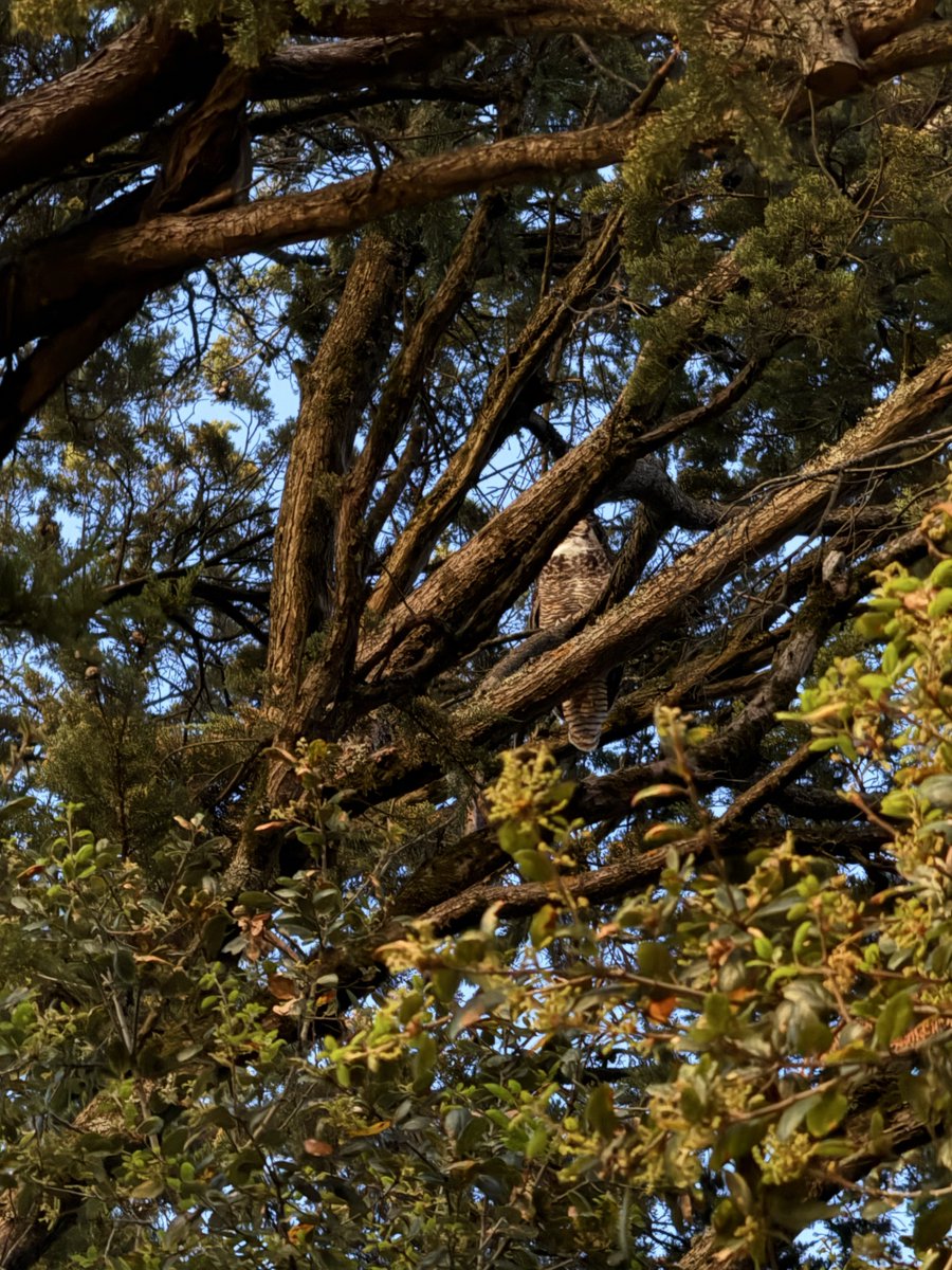 benarent tweet media