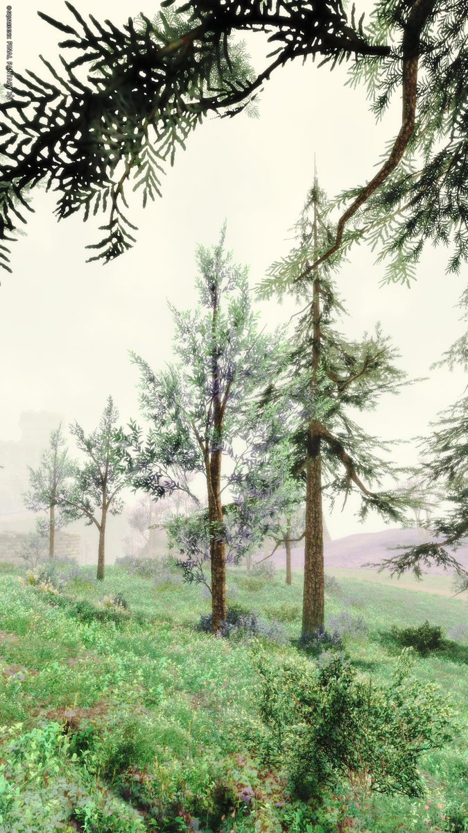 Rishido_Cuore's tweet photo. 🌲🌿🌫️🌱

#FF14風景 https://t.co/tAdCT1QGlQ