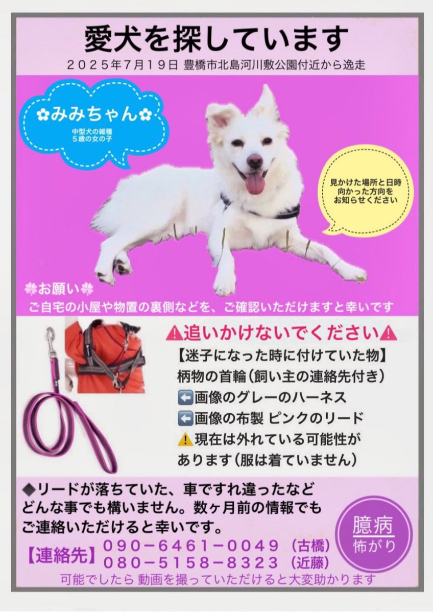 nQB2jmNzDJ4220's tweet photo. 愛知県で白い中型犬を広域で探しています。半年以上経っていますが、今も探し続けています。
違うかもしれないけど、似た感じの犬を見た等 どんな些細な事でも構いません。ご連絡いただけないでしょうか。
よろしくお願いいたします
#拡散希望 #愛知県迷子犬
#豊橋市 #豊川市 #蒲郡市
#白い犬 https://t.co/mBnVsdVbgz
