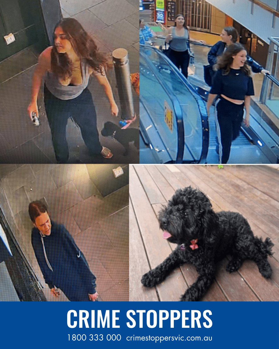 Police are investigating the theft of a 10-month-old puppy in South Yarra yesterday. Investigators have been told the black cavoodle, ‘Dora’, was tied to a pole outside a shopping plaza on Chapel Street, near Malcom Street about 3.25pm.

More details >> police.vic.gov.au/police-investi…