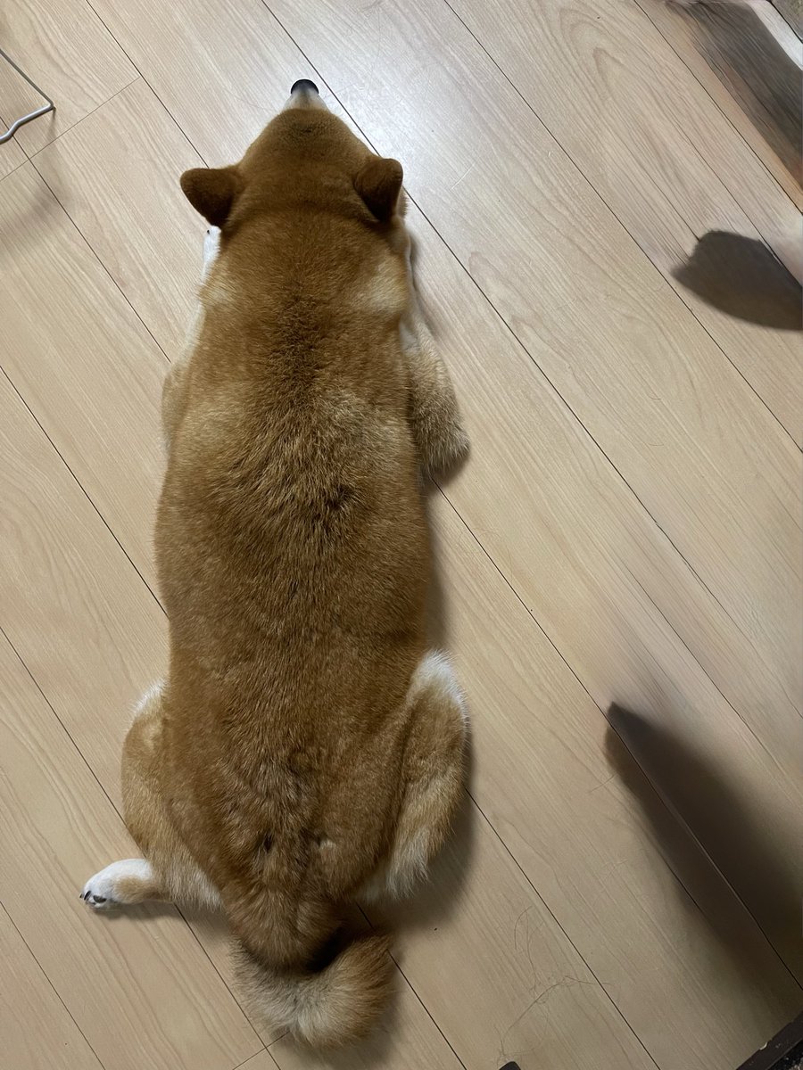 mugitya124's tweet photo. ツチノコ発見しました🫡

#柴犬
#犬好きさんと繋がりたい https://t.co/O7Q9BIbQp9