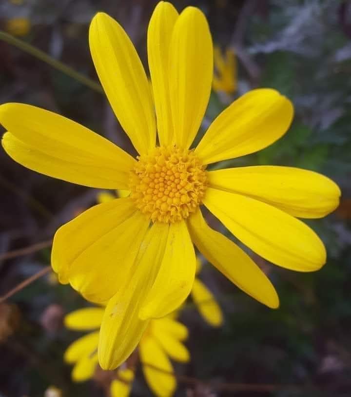 Arnau Cabeza Garrido tweet media