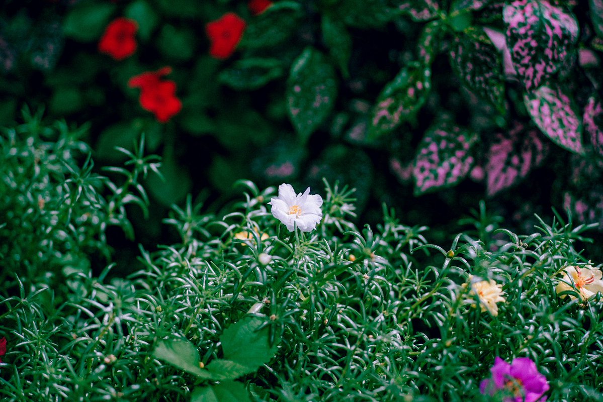 Yang Maha Eka tweet media