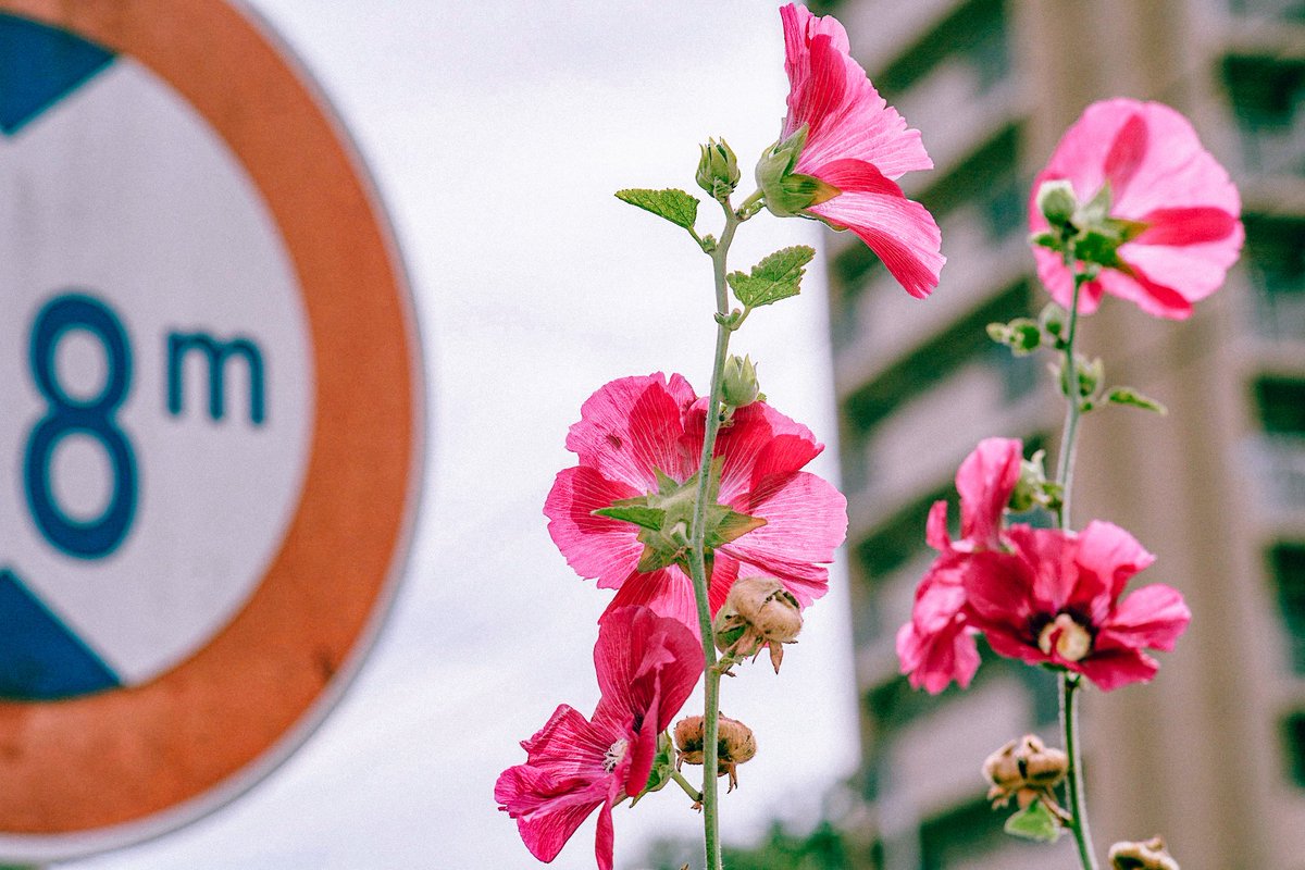 Yang Maha Eka tweet media