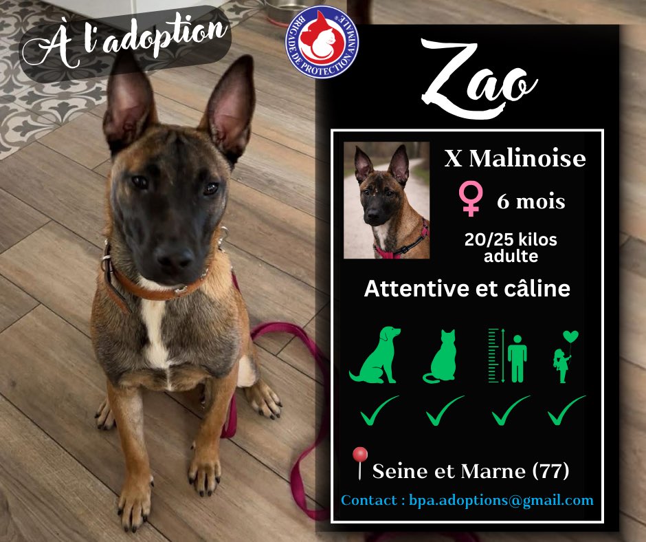 Brigade de Protection Animale – BPA tweet media