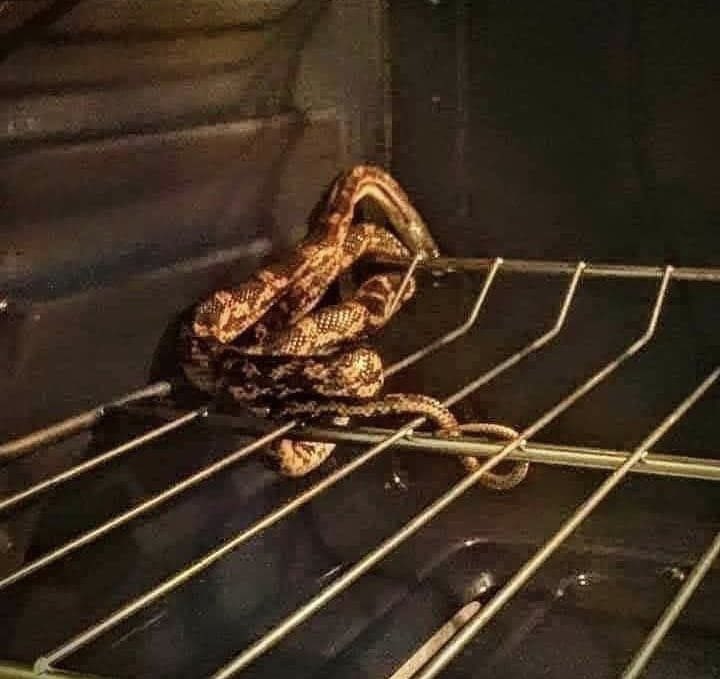 ifwsaint's tweet image. You open your oven and see this, what’s your next move??