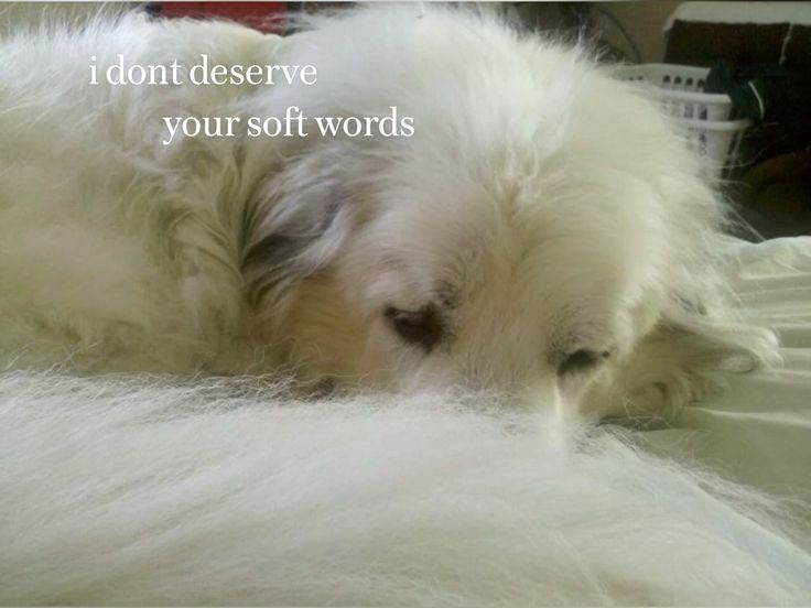caninepoetry tweet media