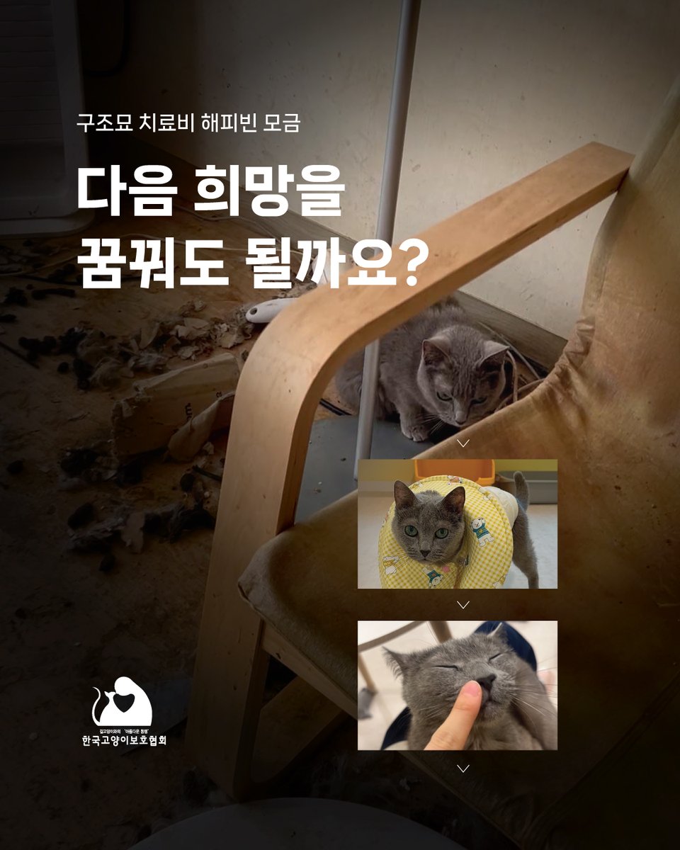 한국고양이보호협회 tweet media