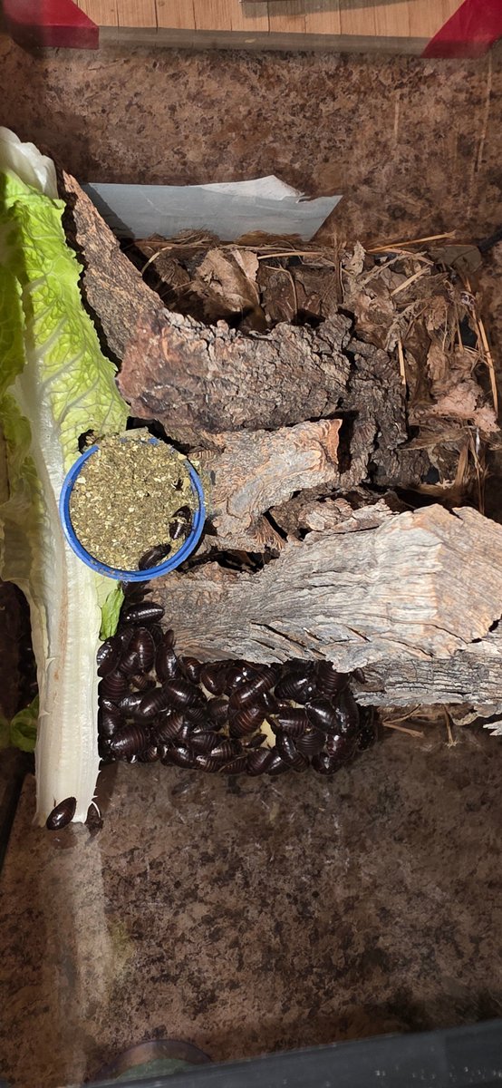 CockroachesRUs's tweet photo. Ton of Gyna centurio (Centurion Roach) nymphs enjoying some banana, romaine lettuce, and roach chow.
#CRUcrew #Cockroaches #Insects #Arthropod https://t.co/hzpxa05DEV