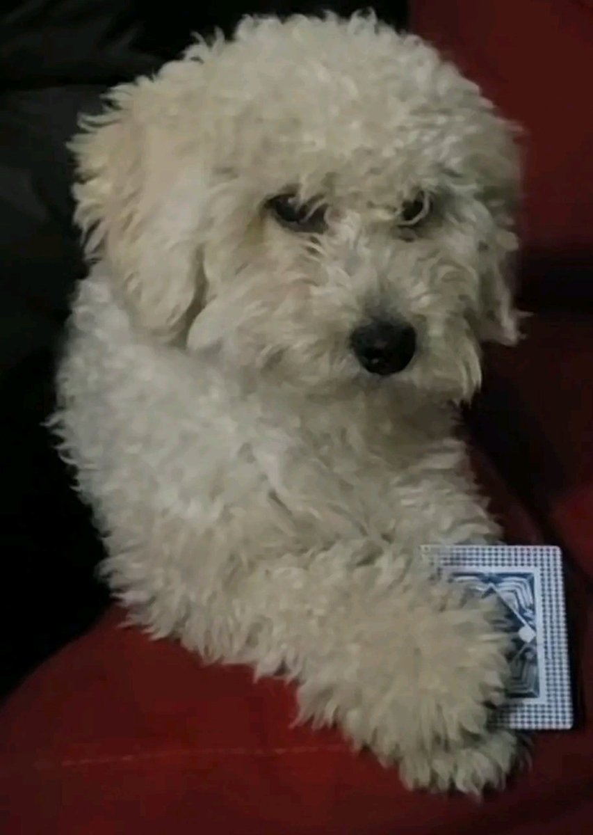 Lili Han. tweet media