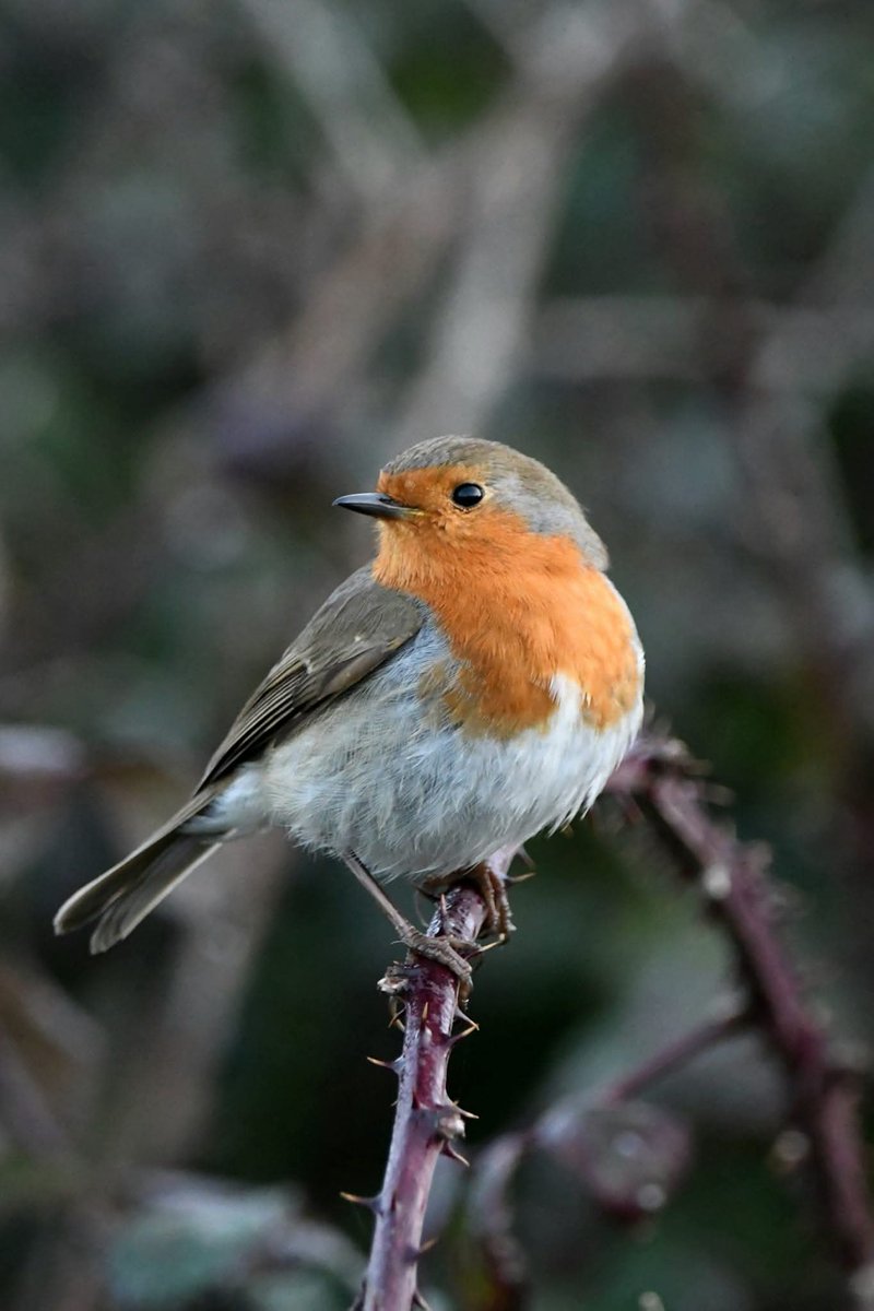 Robin 
Bude Cornwall 〓〓
#Bude #Cornwall 
#Robin