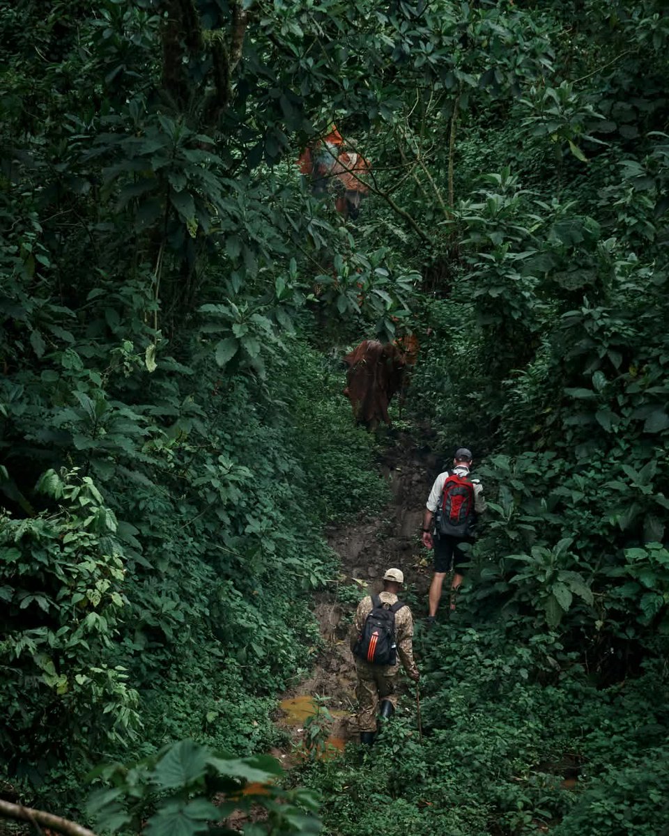 greenorigintour's tweet photo. Today, we begin our day deep in the forests of Bwindi,where our guests are experiencing the incredible moment of meeting the majestic mountain gorillas & learning about the rich culture of the #BatwaCommunity
Later, the journey continues to the breathtaking Lake Bunyonyi,...
1/2 https://t.co/dmSHYuCzwP