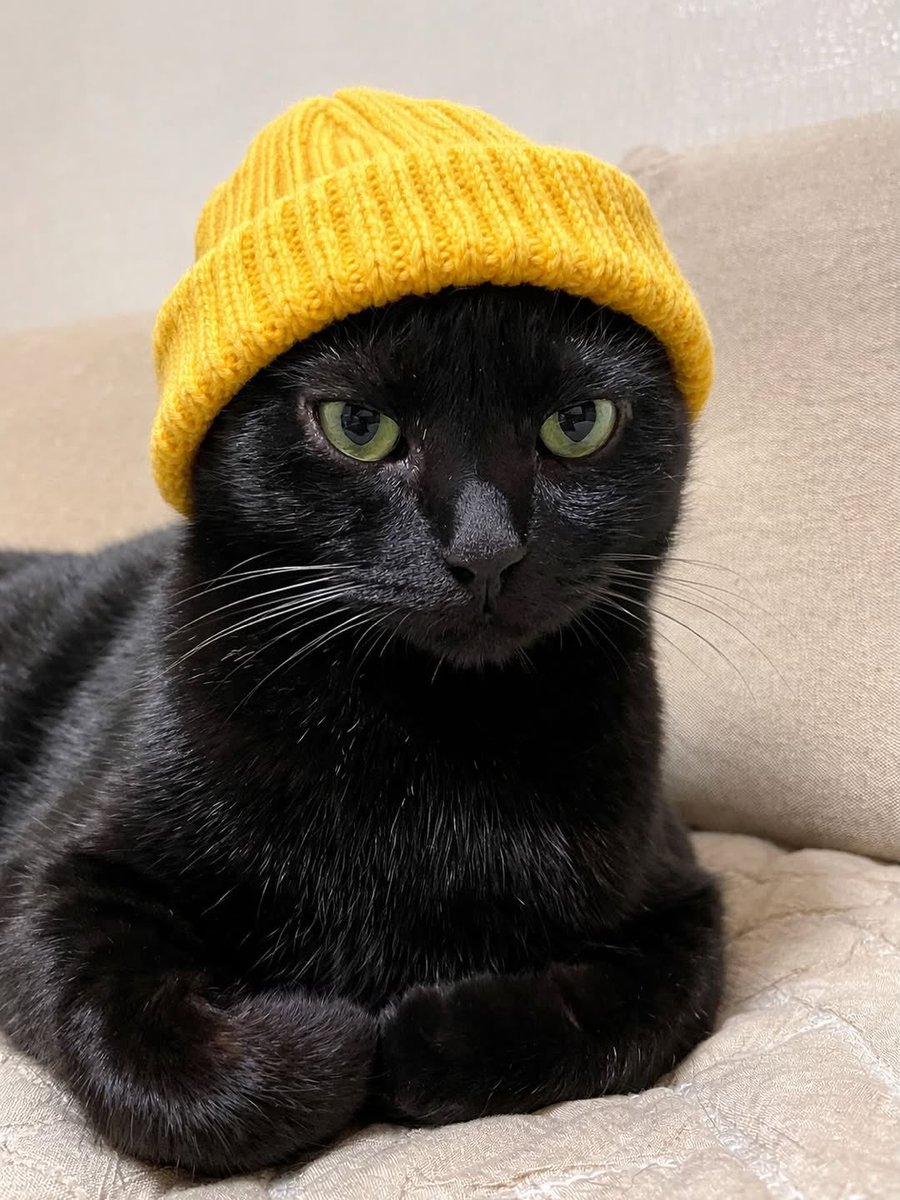 Cats for Happiness. tweet media