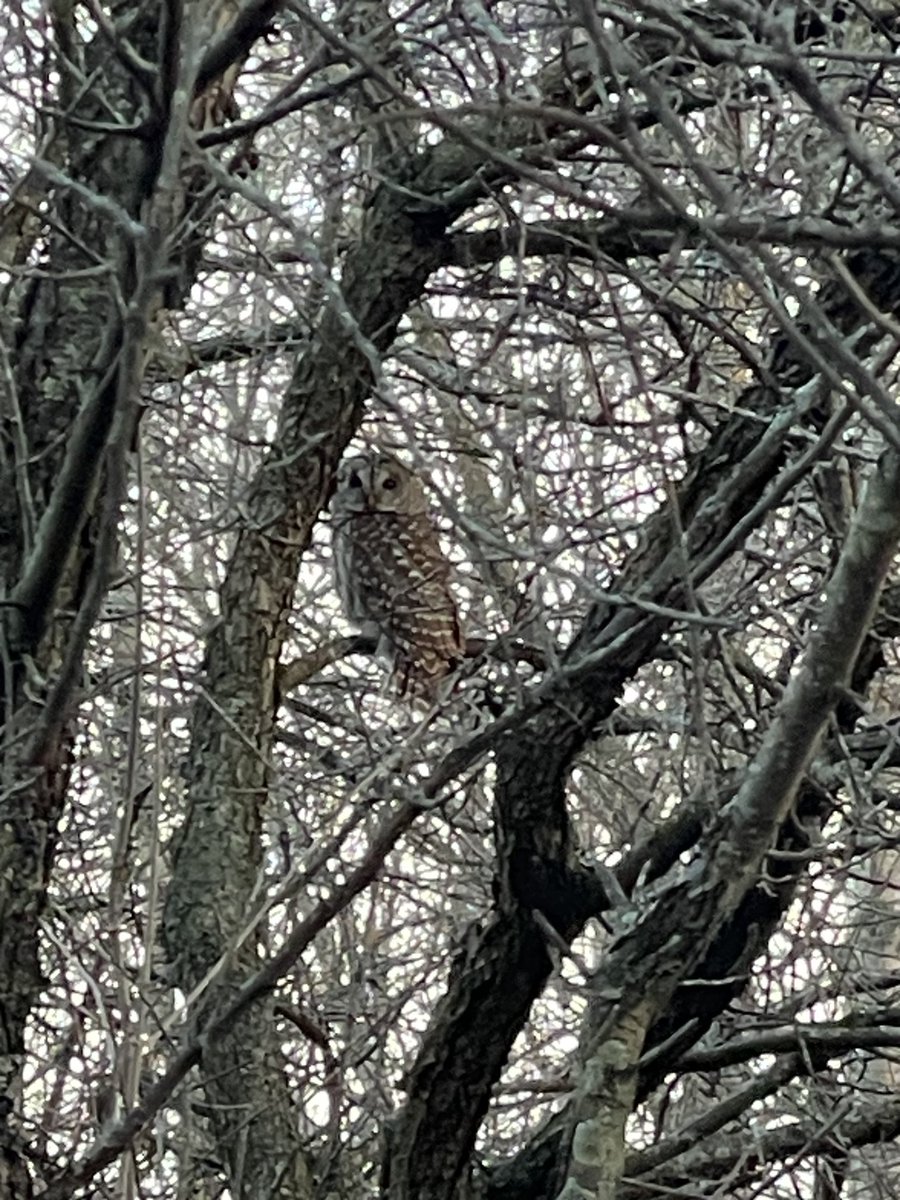 I pictured this group who were waiting 30 min in silence for picturing the owl 😂 and the owl #birdwatching