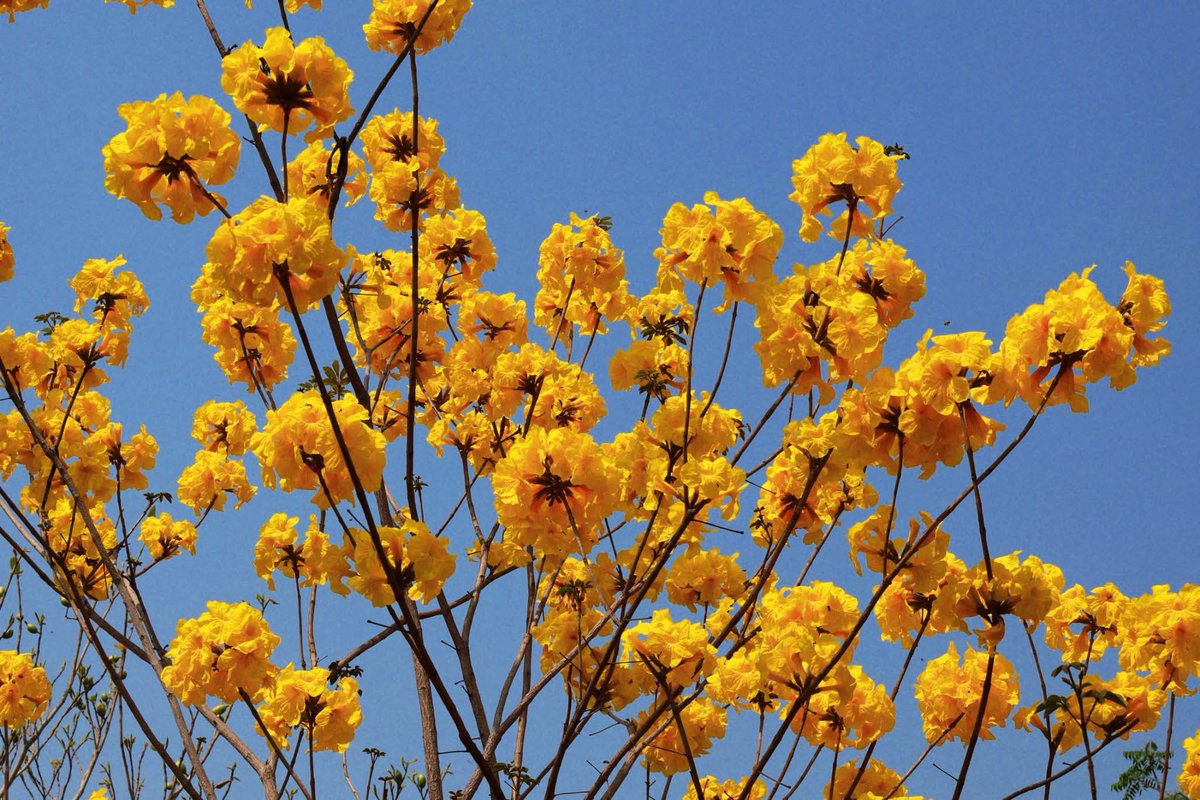 องค์การสวนพฤกษศาสตร์ tweet media