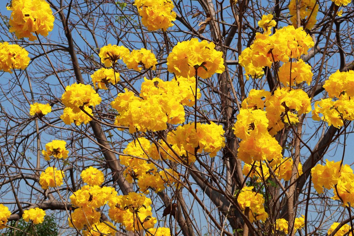 องค์การสวนพฤกษศาสตร์ tweet media