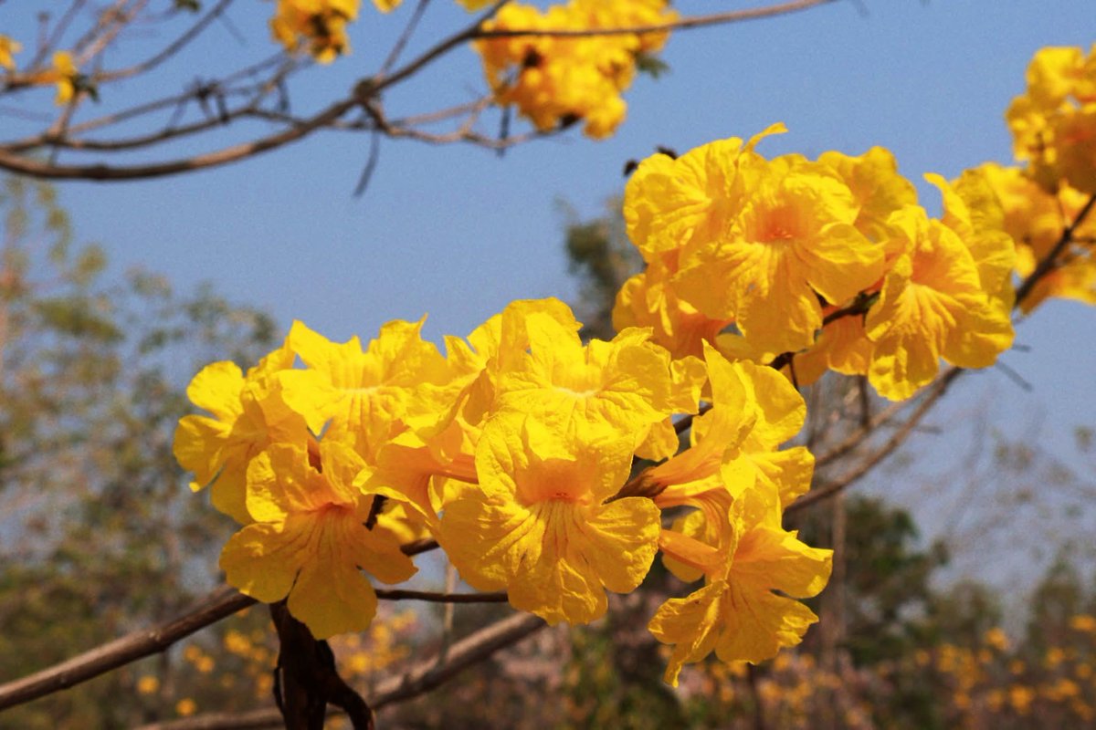 องค์การสวนพฤกษศาสตร์ tweet media