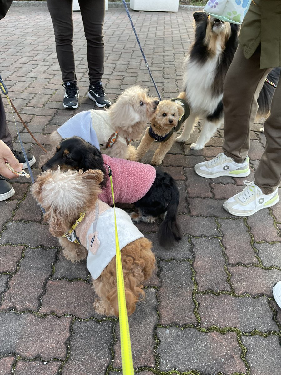 こんにちは

ちょっとお休みしてました🐶
アフロ共々元気にしております🐶🐾☺️
忘れないでワン🐶
またよろしくお願いしますワン

朝散歩のオヤツTime⏰風景

相変わらず食いしん坊アフロでした(*^^*)

又ちょこちょこお邪魔しますのでよろしくお願い致します😌🐶✨