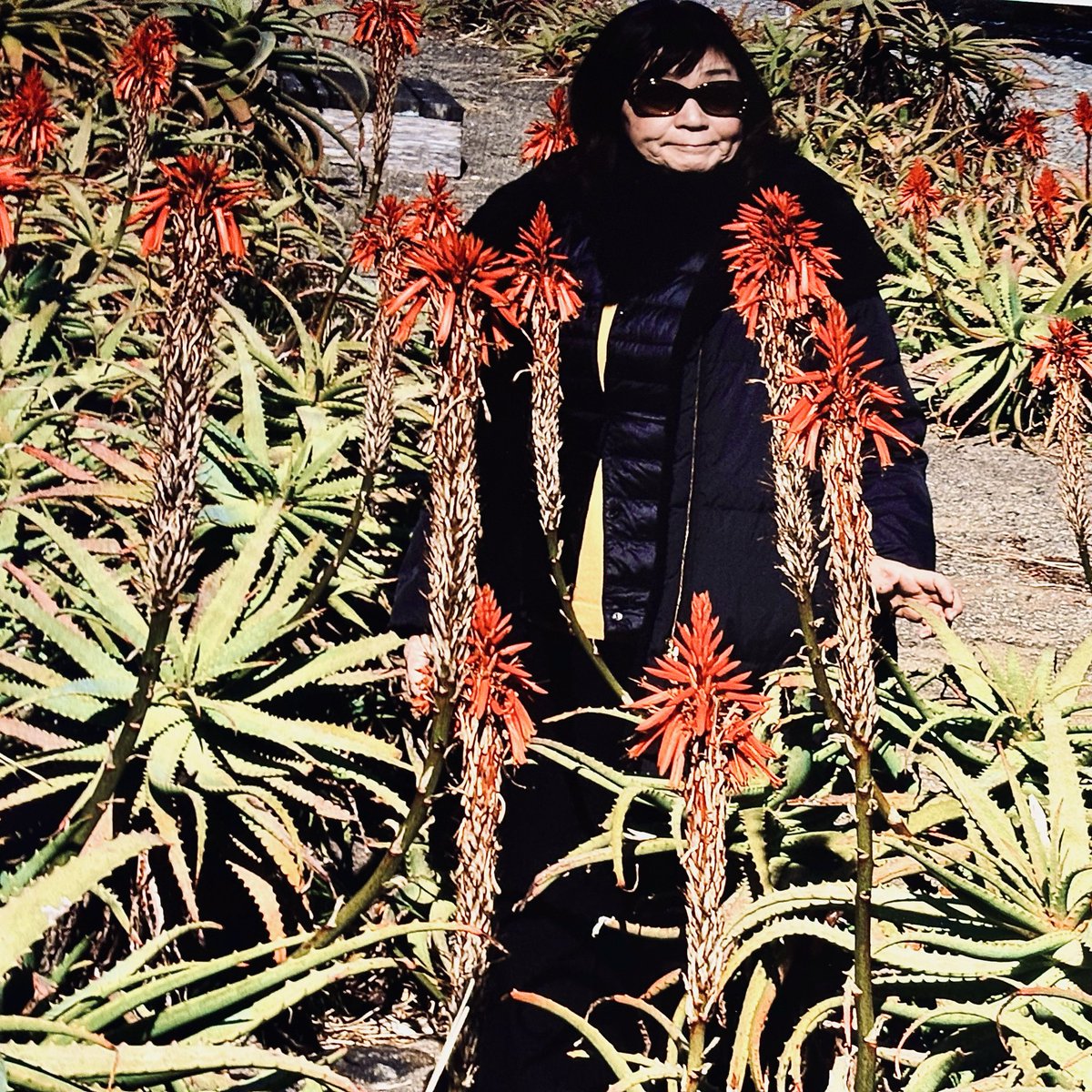 yokozawa tweet media