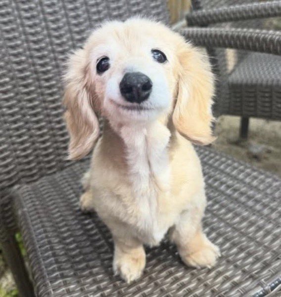 Withered Foxy tweet media