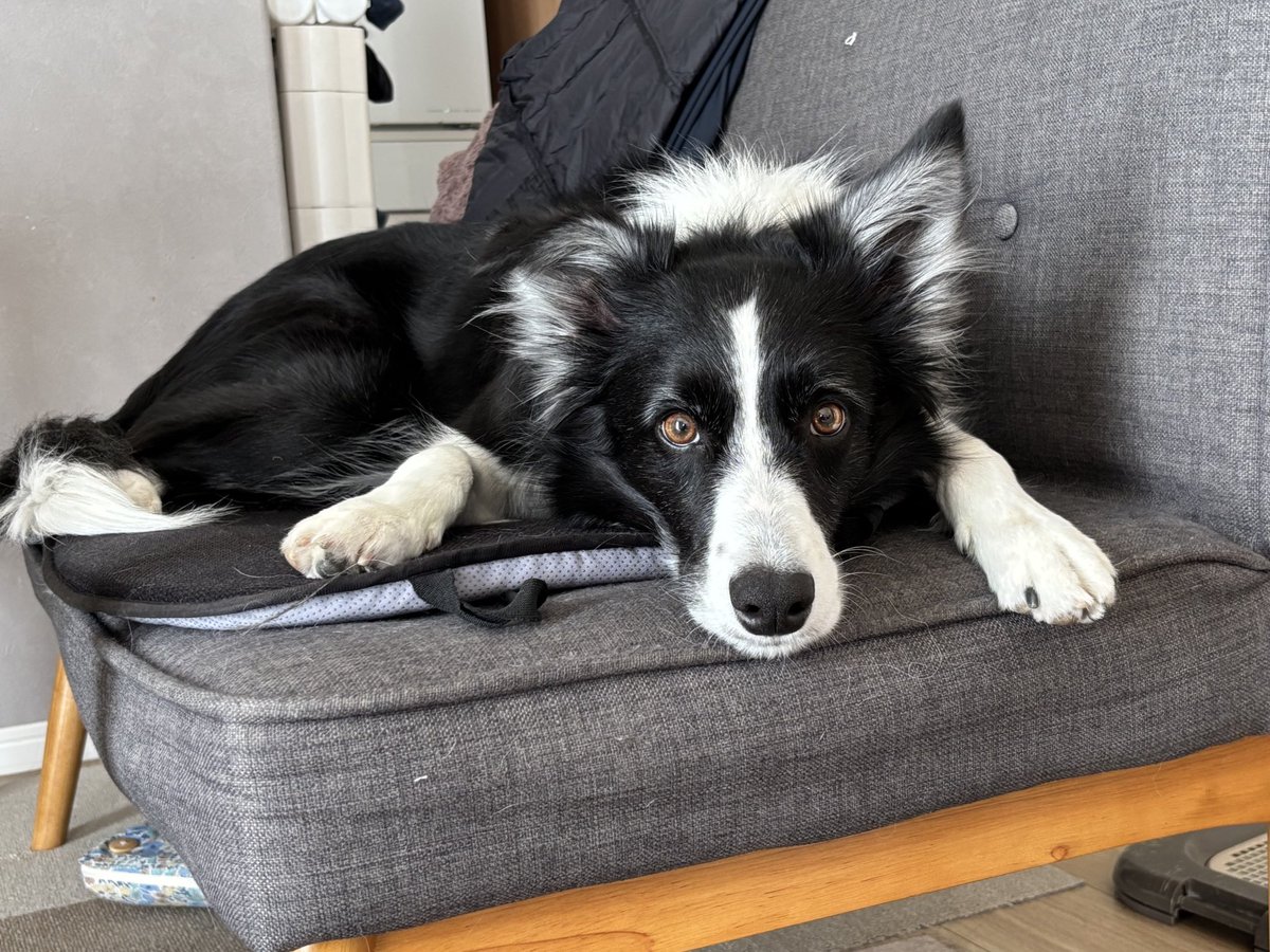 みるく@ボーダーコリー tweet media