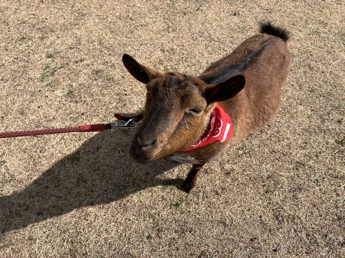 ヤギのモカちゃんと散歩してきた🐐