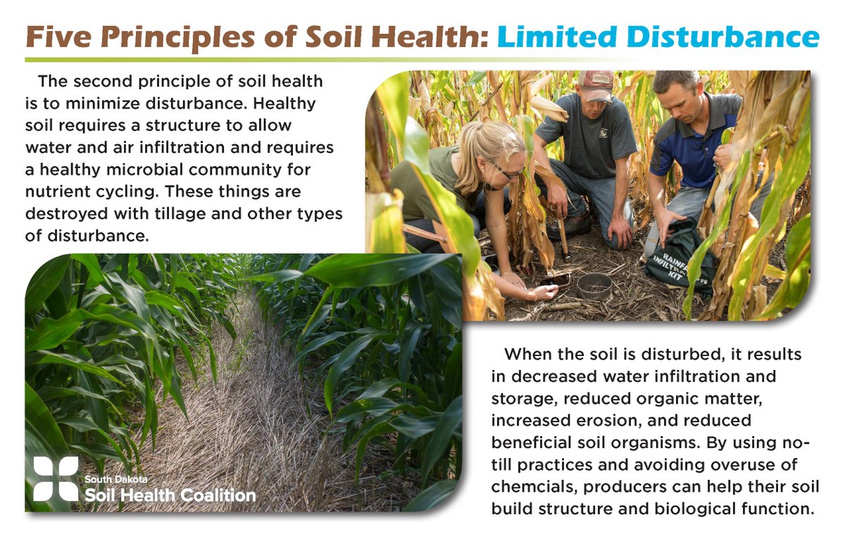 SDSHCoalition's tweet photo. The second principle of soil health is to limit disturbance of the soil. This allows soil biology to thrive and produce good soil structure! This structure increases water infiltration, helping farms and ranches withstand floods and droughts! https://t.co/ZxIKyLteAh