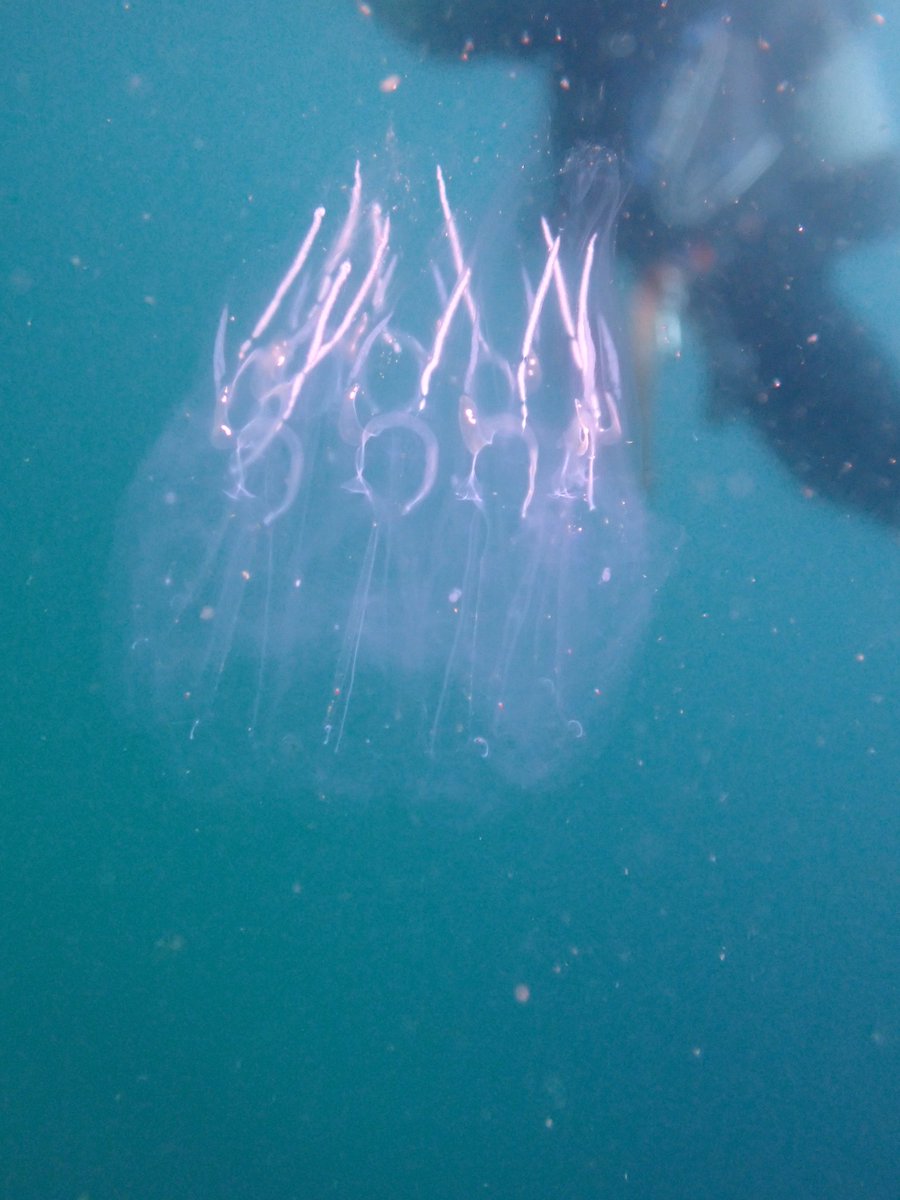 @海藻好きのダイバー tweet media