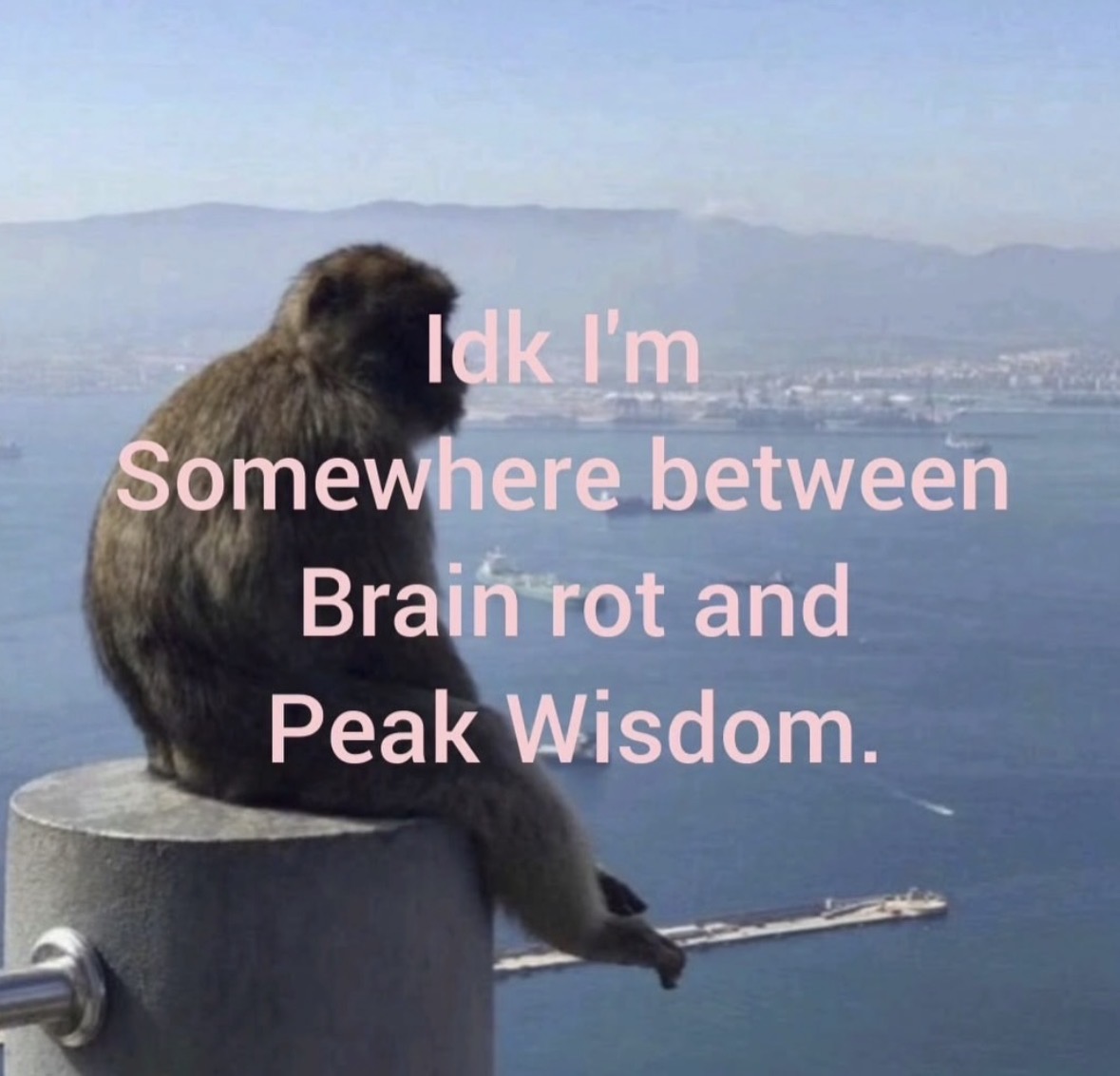 Respectful Memes tweet media