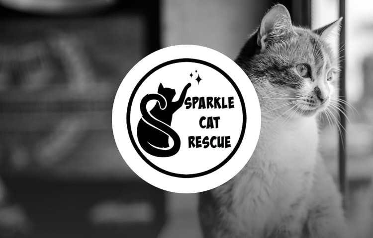 marillion13's tweet photo. Bon #Mardi matin de l´ Alemagne, près du Lac Constance. Happy #Tuesday morning.
πππ
Free action # 2 of 6 is the quick #Freeclick for Sparkle Cat Rescue on @yummypets, this is the fastest of all 6 free actions.
https://t.co/opVvnMiSUV https://t.co/qHEC5xOH8J