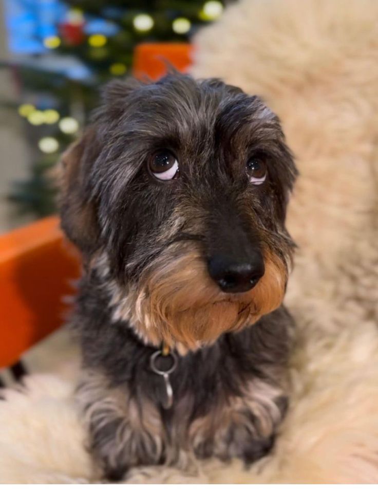 theDogLovers tweet media