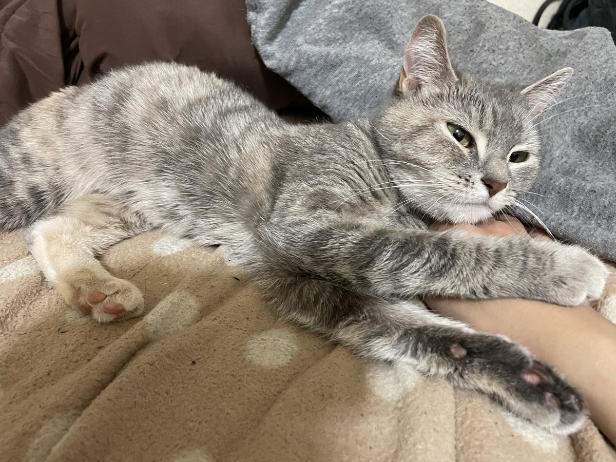 たりま姫 tweet media