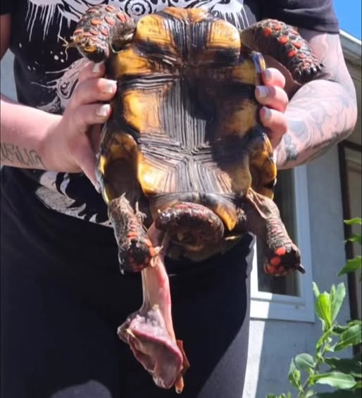 video viral tweet media