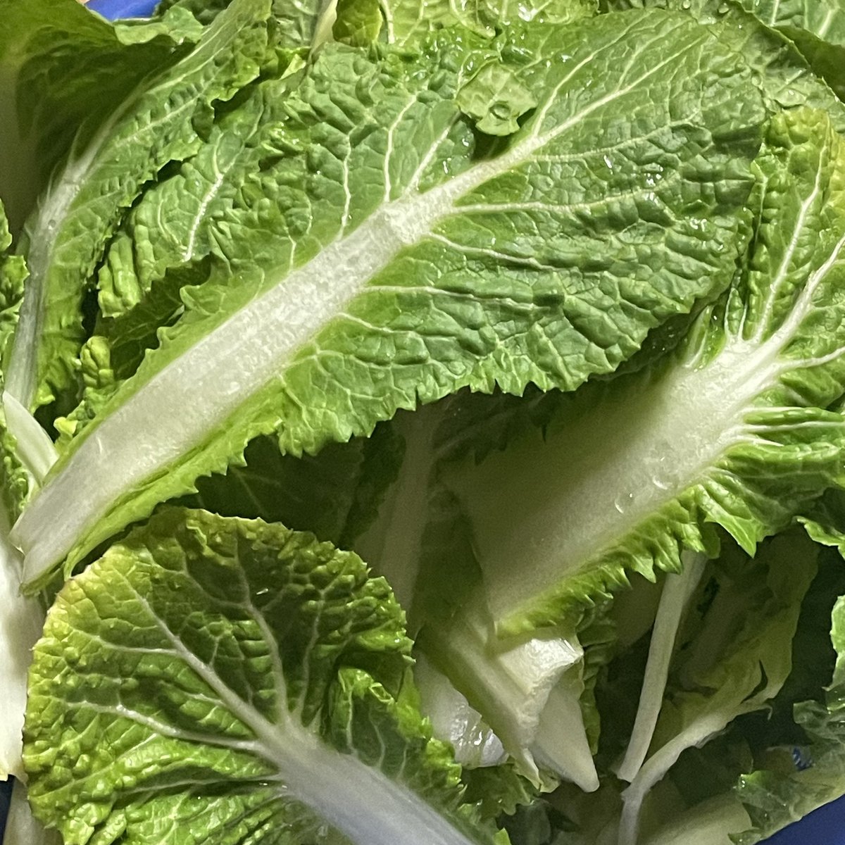 봄동 비빔밥 먹어볼게요🤤
