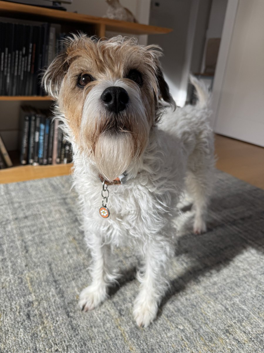 Pebble PR Terrier tweet media