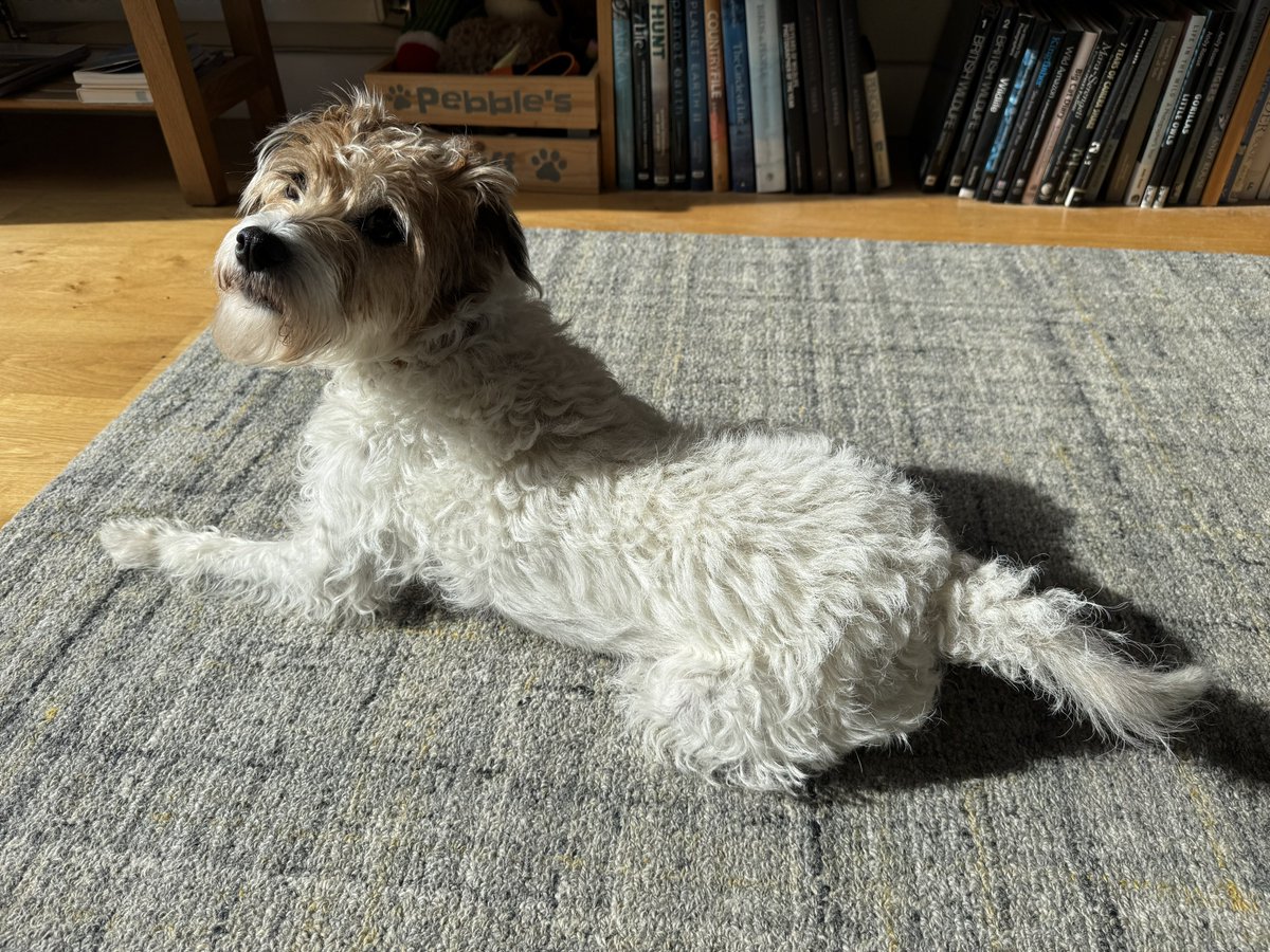 Pebble PR Terrier tweet media