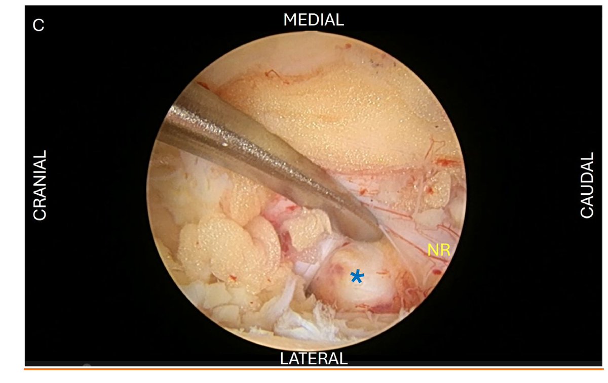 TheSpineJEditor tweet media