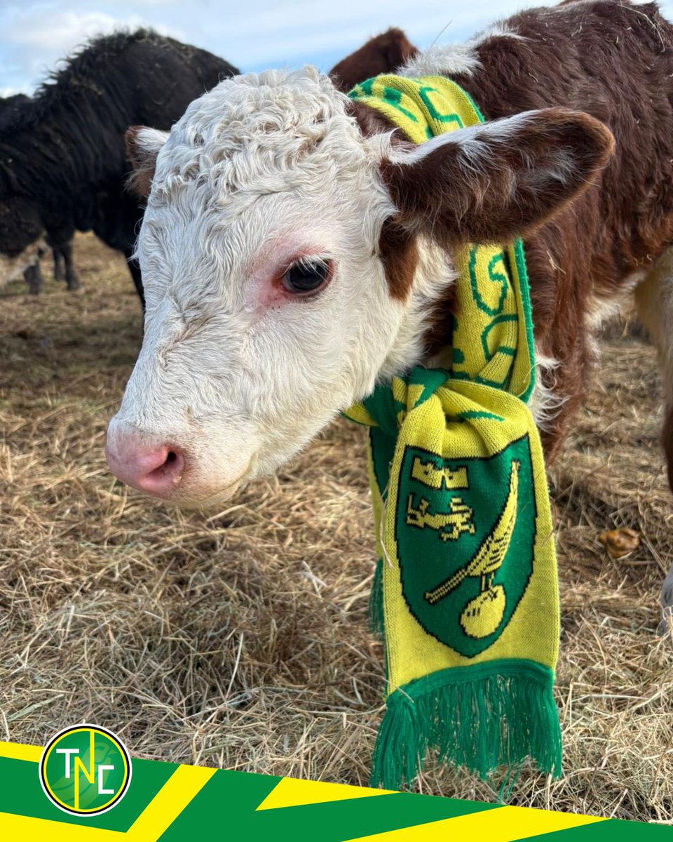 Talk Norwich City tweet media