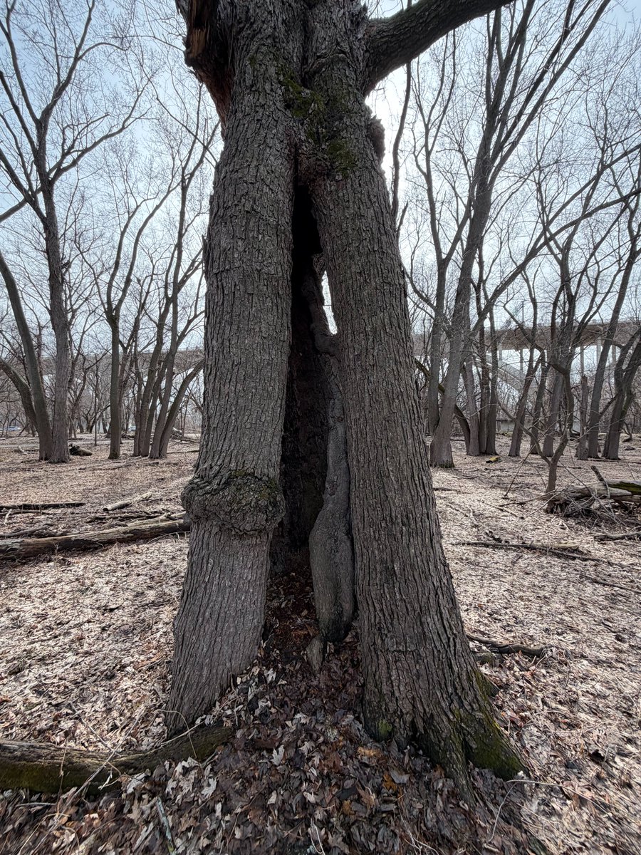 Daggerlad tweet media