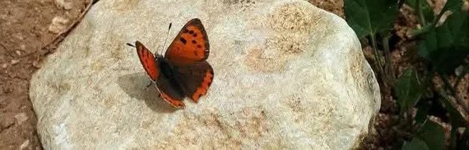 Muhammad Tahir Meo tweet media